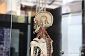 VBS_2956 - Sistema nervoso - Mostra Body Worlds